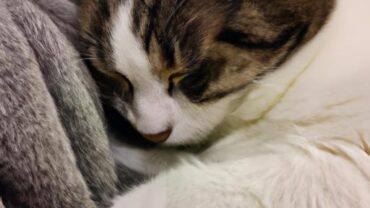 Cat Behaviour After Sedation: What to Expect and Why It Matters