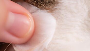 Cat Q Tips: An Essential Tool for Effective Cat Grooming