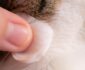 Cat Q Tips: An Essential Tool for Effective Cat Grooming