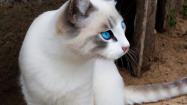 The Ultimate Guide to Finding the Most Hypoallergenic Cat